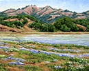 Wildflower Bloom, Carmel Valley